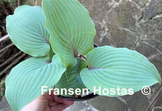 Hosta Jack Be Nimble